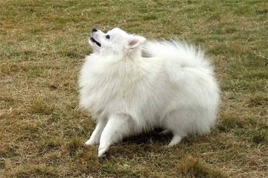 狐狸犬和博美的区别，教你一秒辨别差异的4个方法