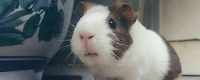 荷兰猪怎么养