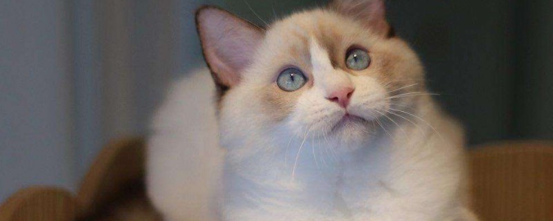 猫瘟试纸怎么用