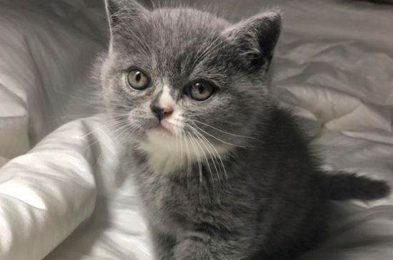 英国蓝猫价格大概多少，纯种英短蓝猫多少钱