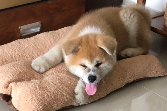 柴犬和秋田犬的区别
