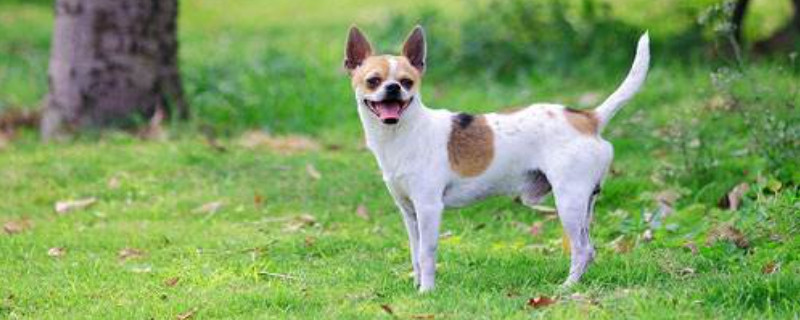 蝴蝶犬怎么养