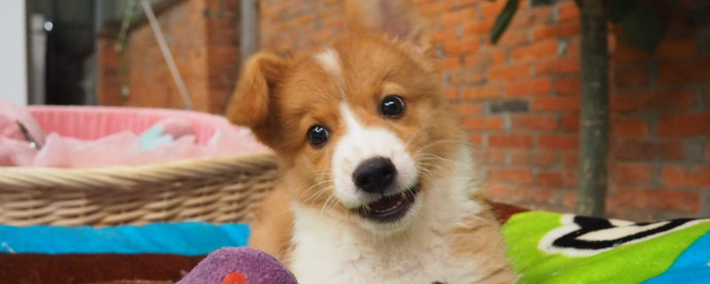 幼犬拉稀呕吐怎么办