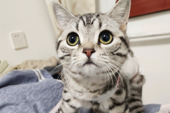 猫喝什么水