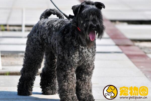 凯利蓝梗是爱尔兰国犬，被誉为冠军级别的饲养犬