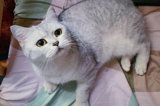 猫可以吃什么水果