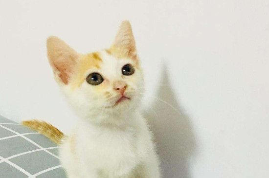 猫多大可以驱虫