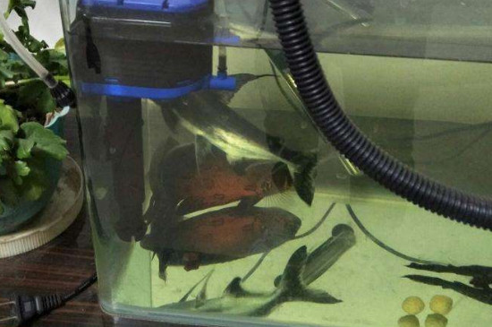 水妖精怎么用