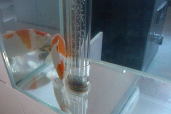 侧滤鱼缸怎么吸粪便的