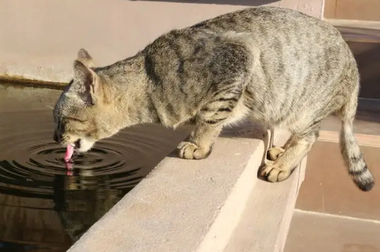 猫咪可以喝可乐吗
