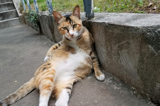 家养猫咪有狂犬病毒吗