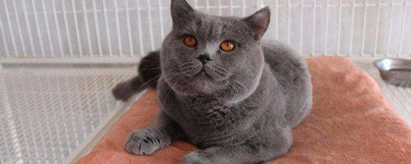 蓝猫性格优缺点
