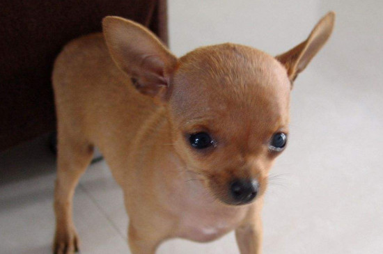 小鹿犬怎么洗澡是正确