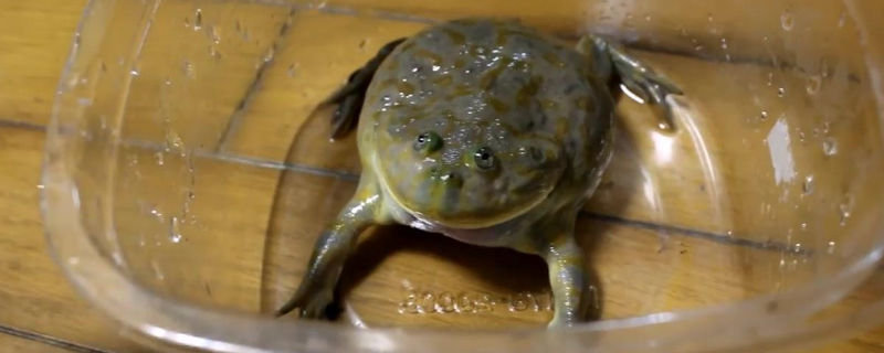 小丑蛙有毒吗