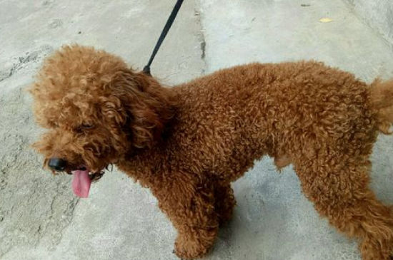 泰迪发情前有什么症状