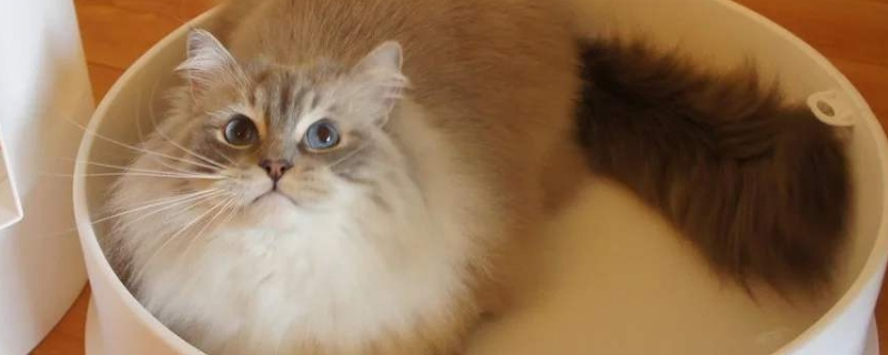 猫砂盆只拉尿不拉屎