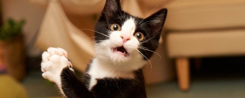 猫咪拉稀带血但精神很好