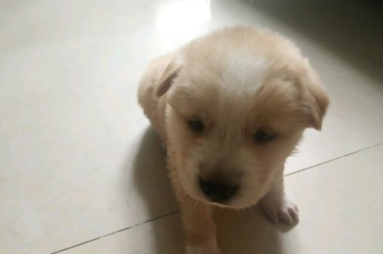 狗洗澡水温多少度合适