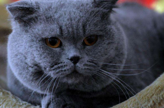 蓝猫多大可以交配