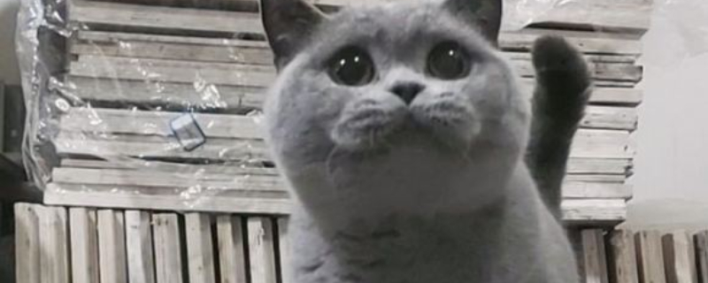 猫尿血多久会死