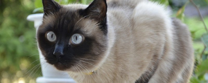 猫咪换主人会难过吗