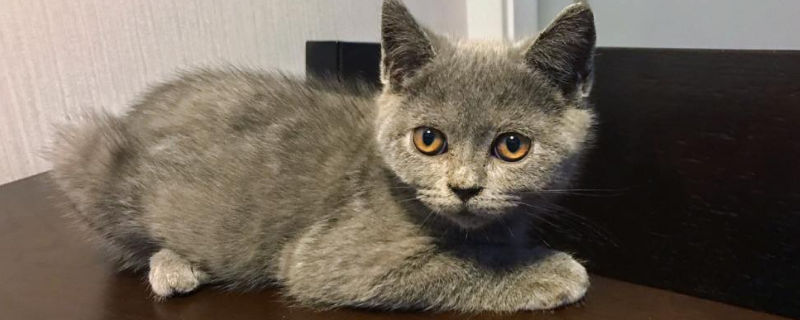 英短蓝猫为啥都比较凶