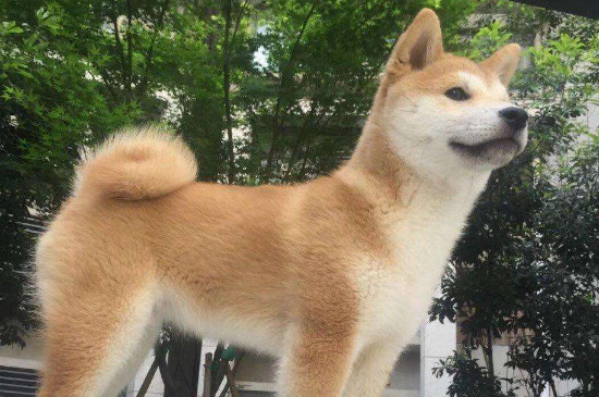柴犬一般多少钱，宠物级柴犬一只1500～4000元