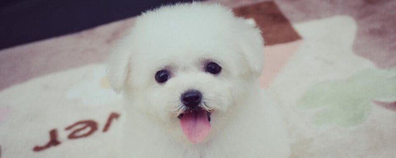比熊犬的寿命是几年