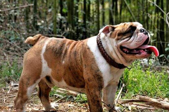 英国斗牛犬怎么看品相，可根据耳朵头部体型及动态判断