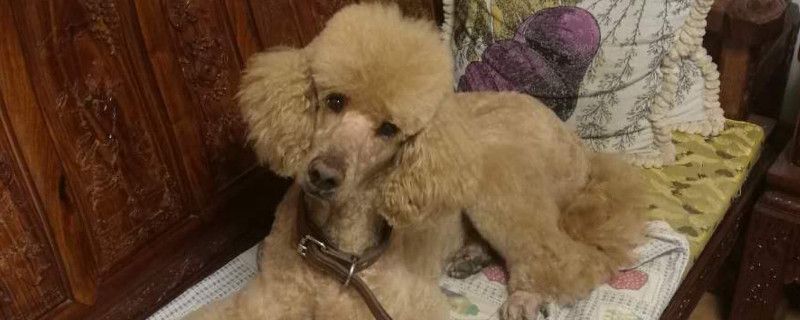 巨贵犬怎么看纯不纯，如何辨别巨贵是否纯种