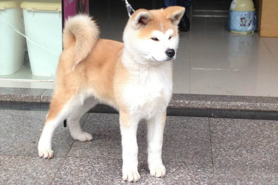 护主犬排名