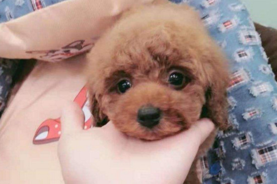 茶杯犬寿命多长