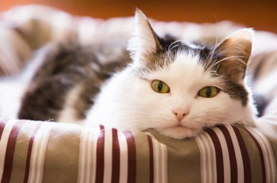 猫咪毛打结成团怎么办