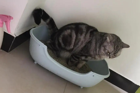 猫咪尿闭在家怎么处理