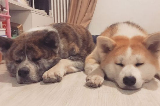 日本秋田犬价格多少钱一只，正宗纯种秋田犬大概多贵