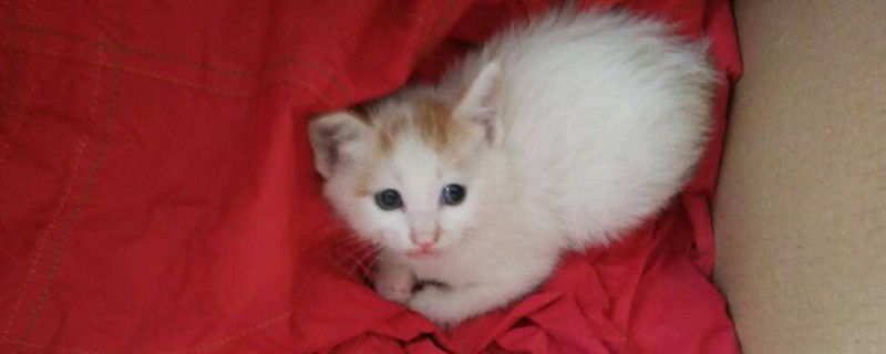 奶猫不吃奶虚弱怎样救