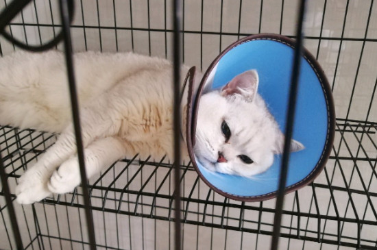 猫腹水怎么引起的