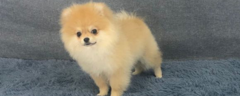给小狗做房子用什么材料