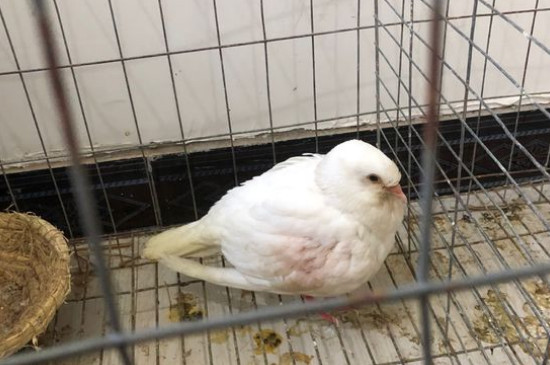 鸽子怎么养