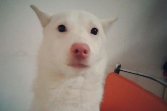 狗狗发抖是什么原因