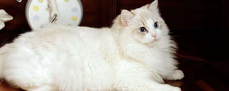 猫喜欢什么颜色