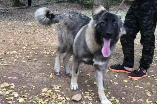 高加索犬的优缺点