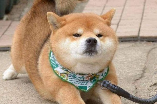 柴犬拆家吗