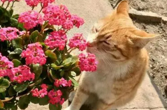 百合的气味对猫有影响吗