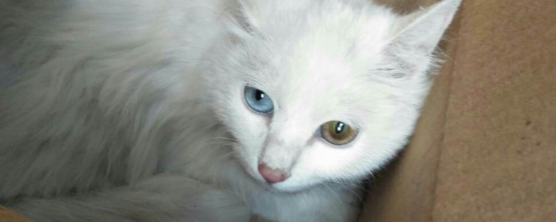 白色异瞳猫是土猫吗