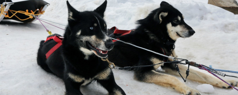 雪橇犬是什么狗