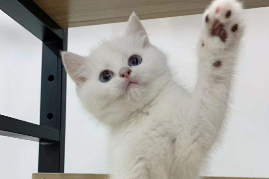银点猫性格