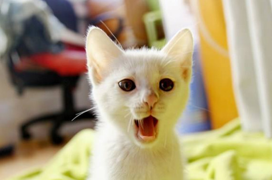 猫咪对主人哈气是什么意思
