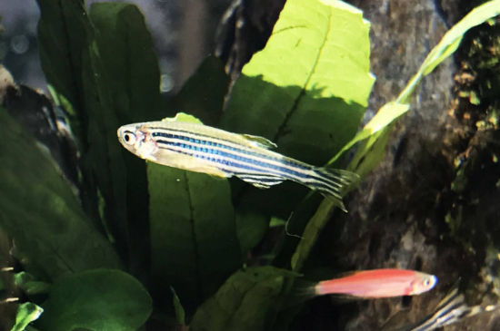新手适合养的灯鱼