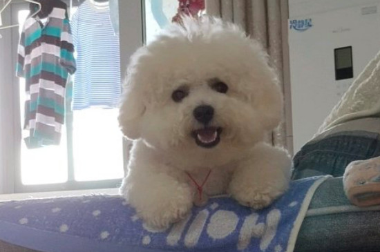 比熊鼻子上毛少怎么办
